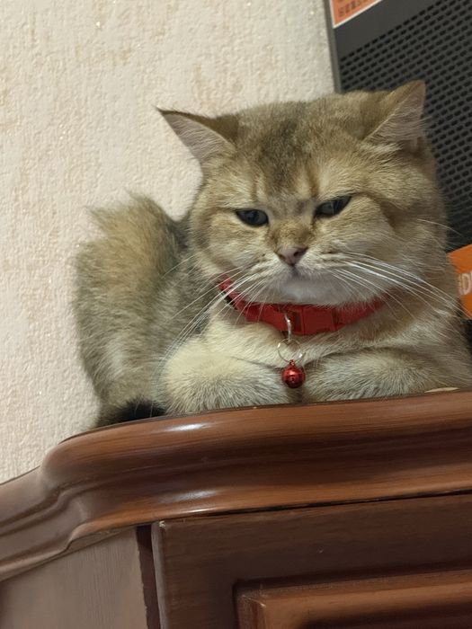 продаю кошку  мать котят