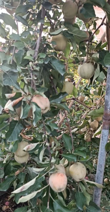 Огород. 2 сотки. Родничок 1.