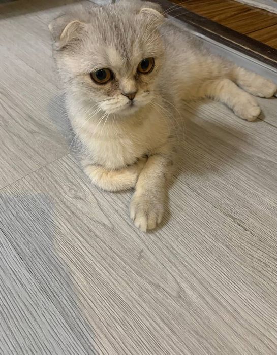 Оргатилинган акили мушук киз бола