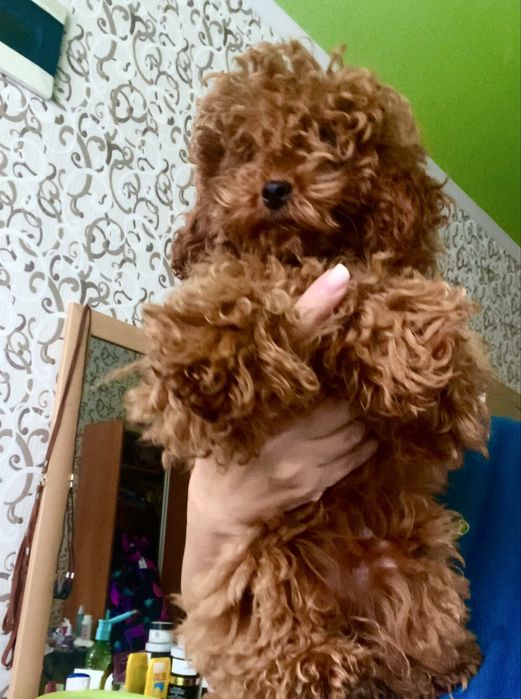 Девочка пудель тэдди 6 месяцев