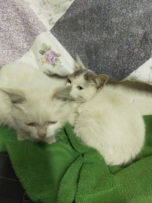 Котята, в хорошие руки.