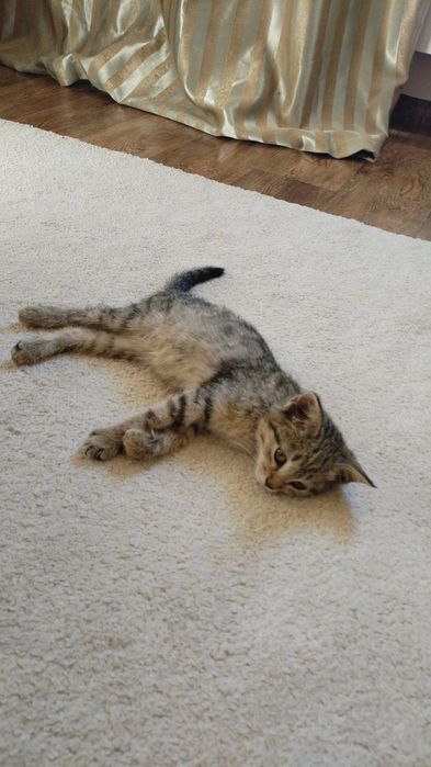 Отдам котёнка бесплатно+ корм