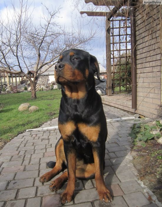 Отдам Ротвейлера