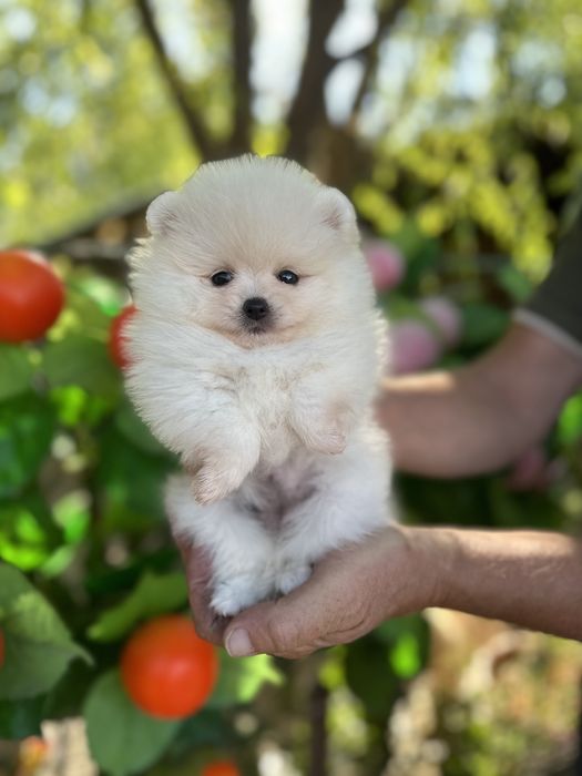 Красивая малышка шпица