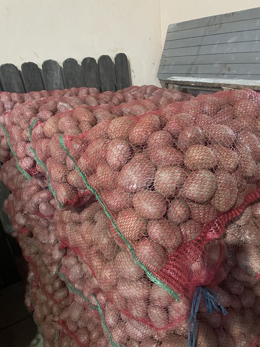Cartofi de consum soi bellarosa. Recent sortati