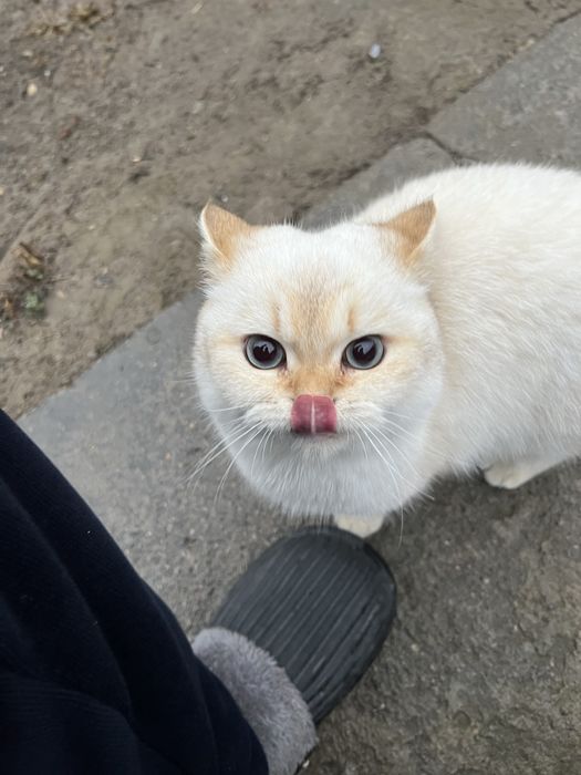 Шиншилла ВЯЗКАГА