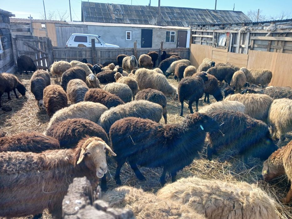 Баранина с ягненком