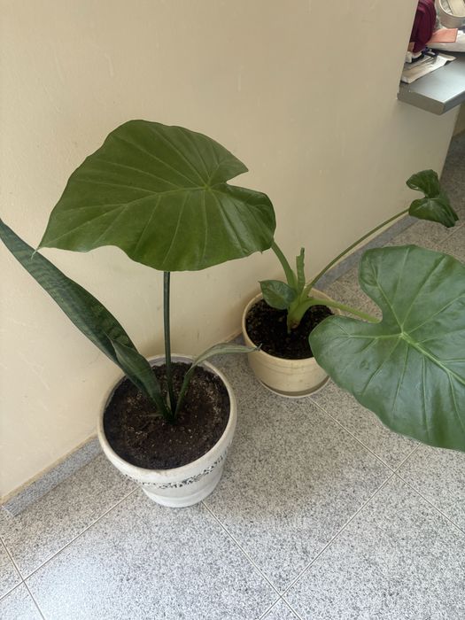 Стайно цвете трилистник