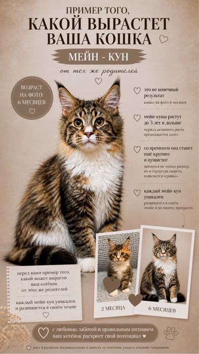 Котенок Мейн - кун
