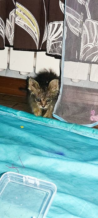Отдам в добрые руки котенка