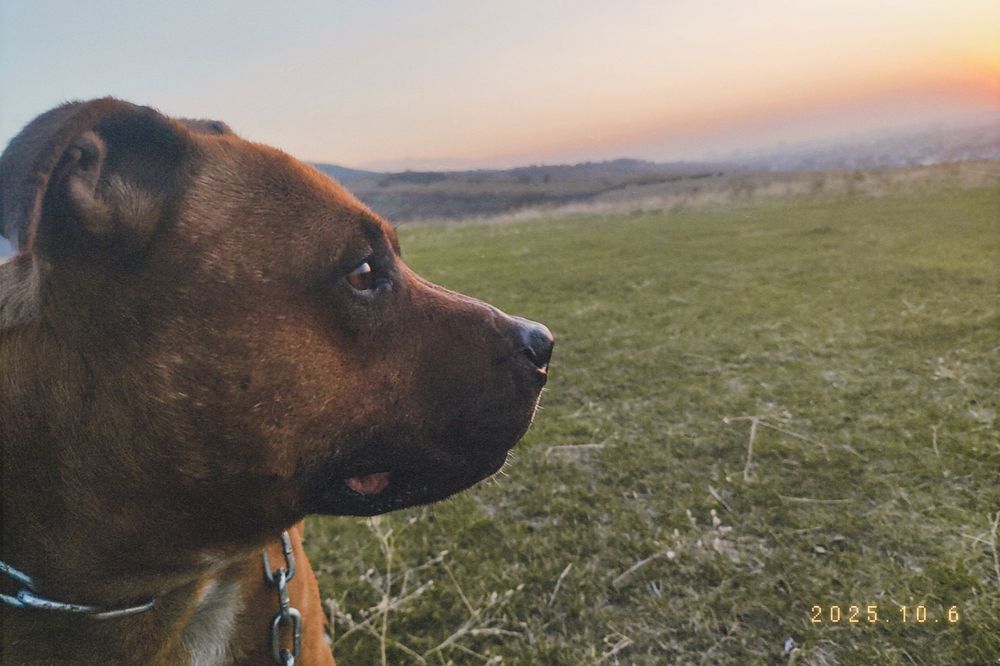 Британский стафорд