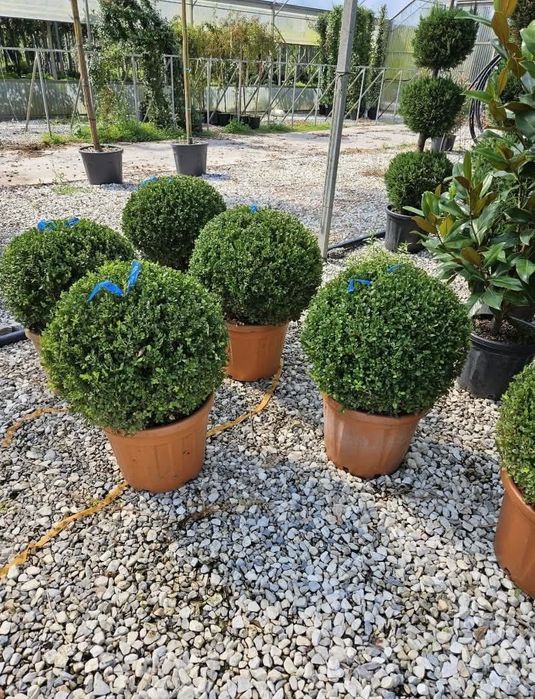 Plante ornamentale