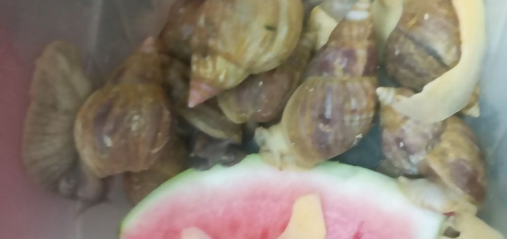 Ултитка срочна сотиладт