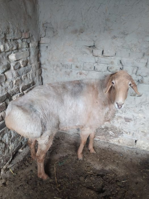 Арашан мода куй сотилади