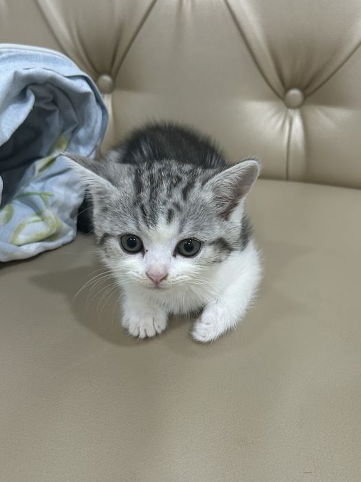 Мысық сатылады шотландские