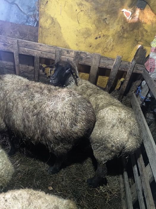 Vând 5 oi cu miei