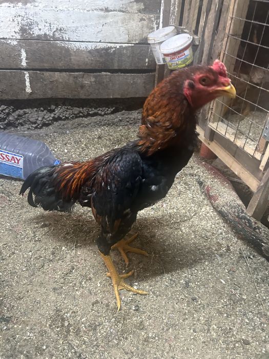 Продам дакана иньский