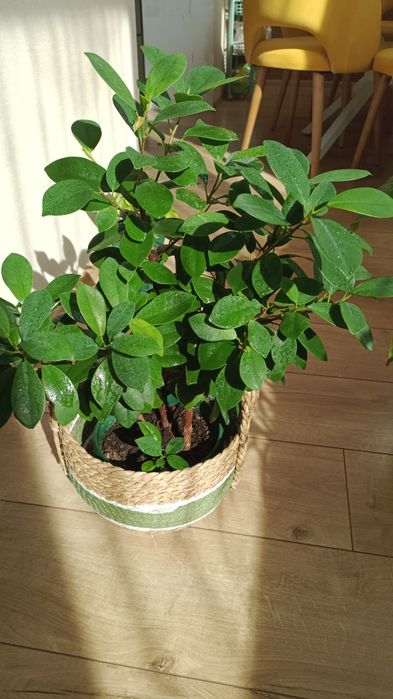 Продам отростки фикуса мокламе