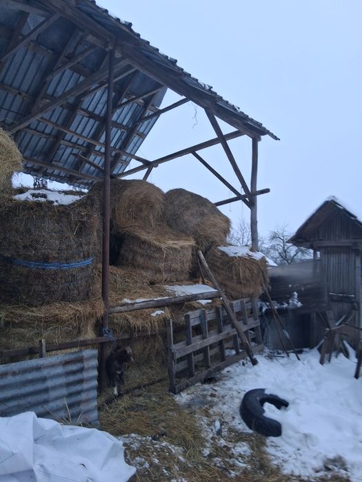 Vând balotat mari lusarna din vara adunata