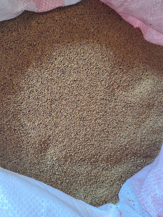 Жоңышқа ұрық. Люцерна