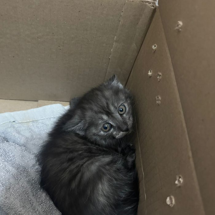 Котёнок британский