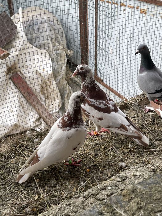 Porumbei voiajori meulemans