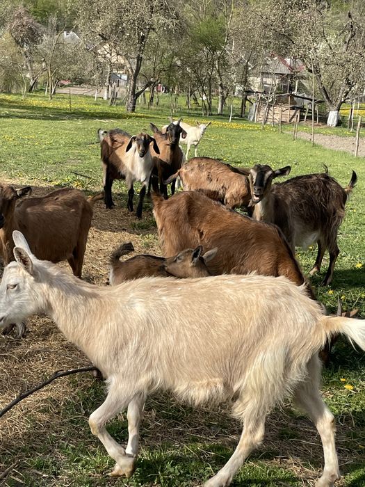 Vand capre cu iezi