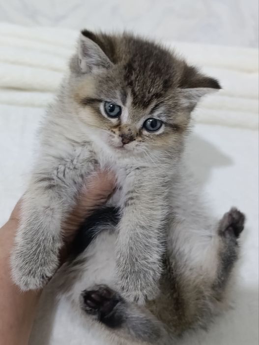 Шикарные породистые котята Британцы