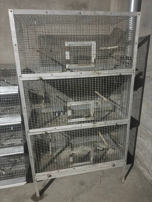 Папугае.бокадиган.