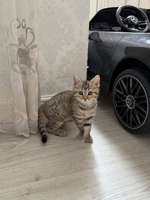 тегін беремін 3 айлық еркек мысық