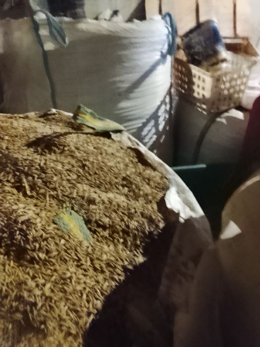 Ovăz de vînzare  mai multe detalii la tel 0742276866