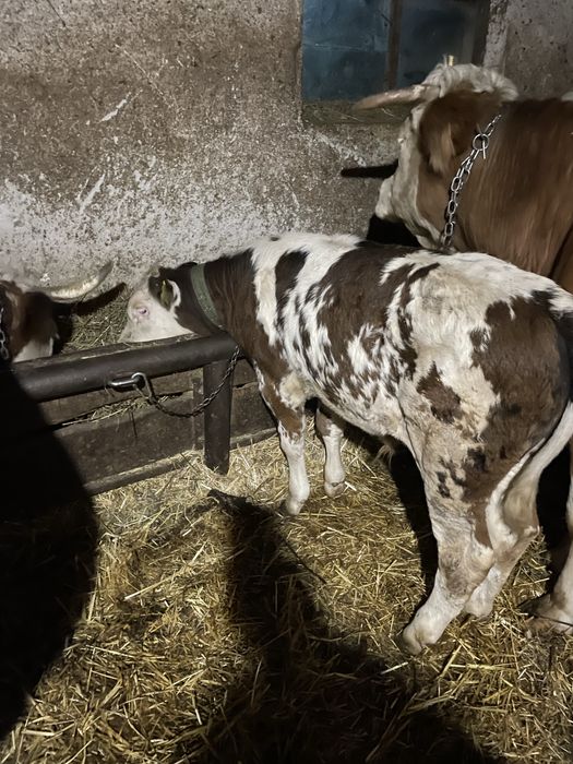 Vand doi tauras frumos