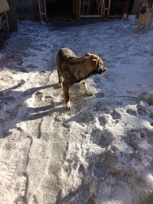 Отдам в добрые руки