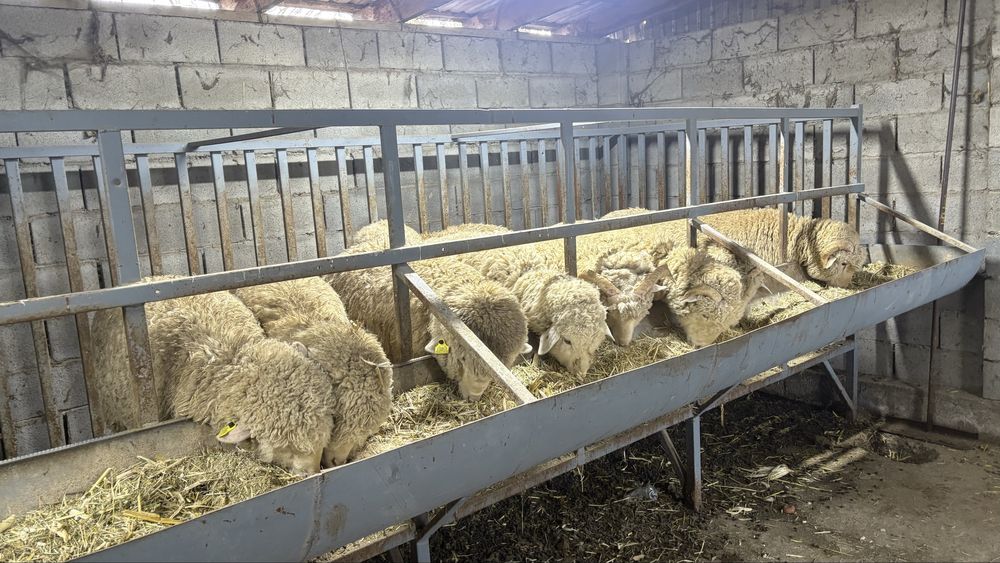 Продам овцы 75тыч