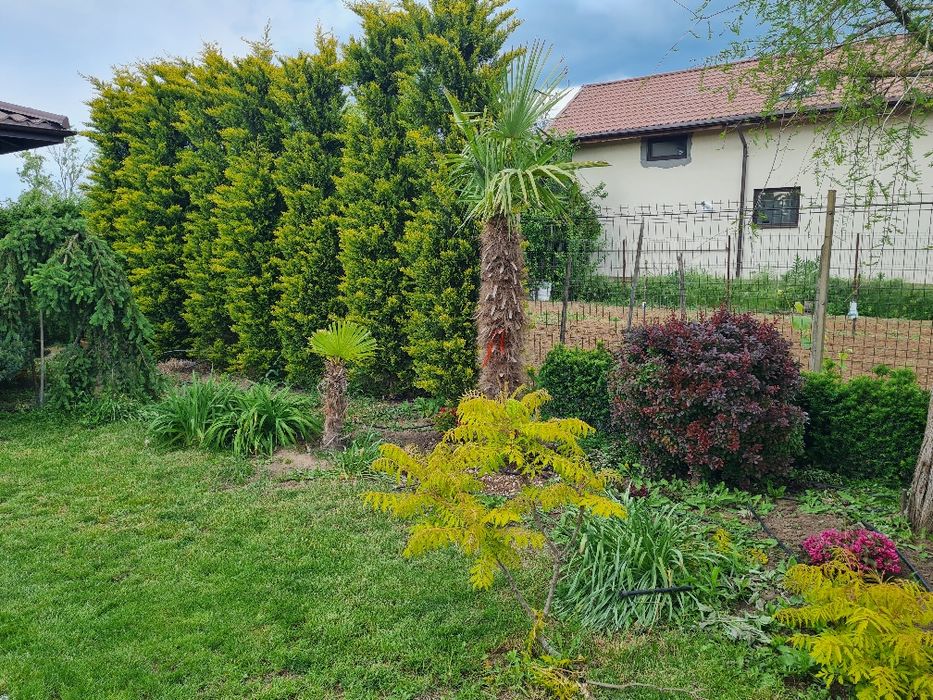 Amenajari curti si spatii verzi