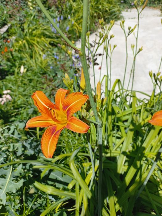 Лилейник для сада