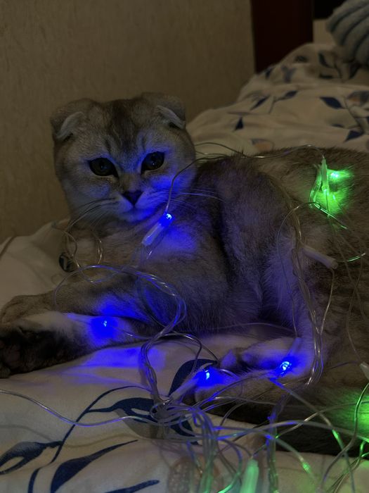 Шотландская вислоухая