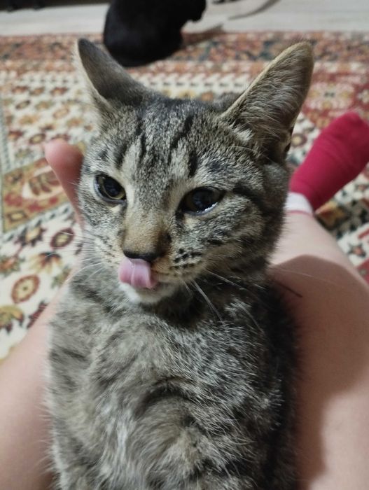 Продам кошку табби