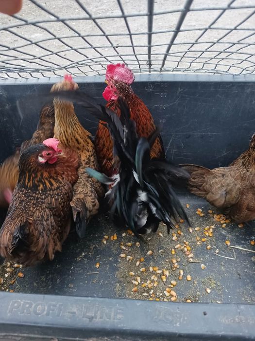 De vânzare cocoși și găini pitici!