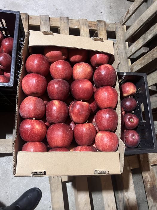 Продам яблоки   ( Американка )  1-2 сорт.