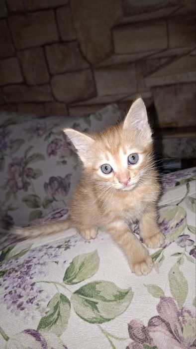 Котенок девочка  в добрые руки