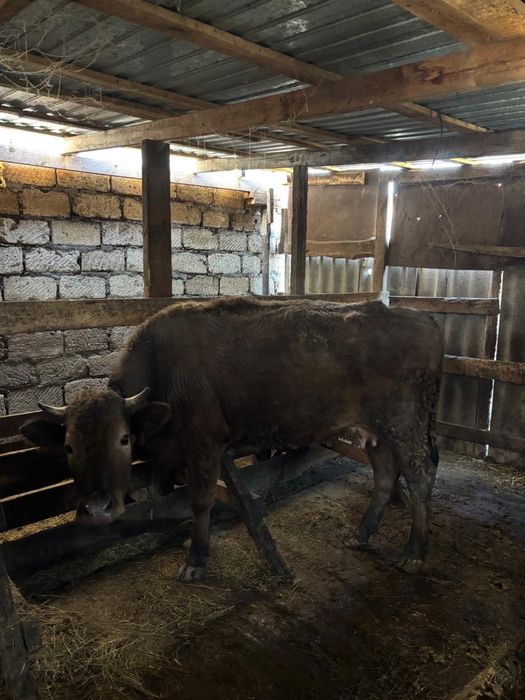 Бұқа, қашар, сиыр сатыладыы