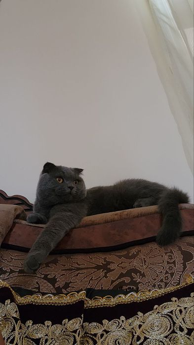 Aqlli egasiga mehribon