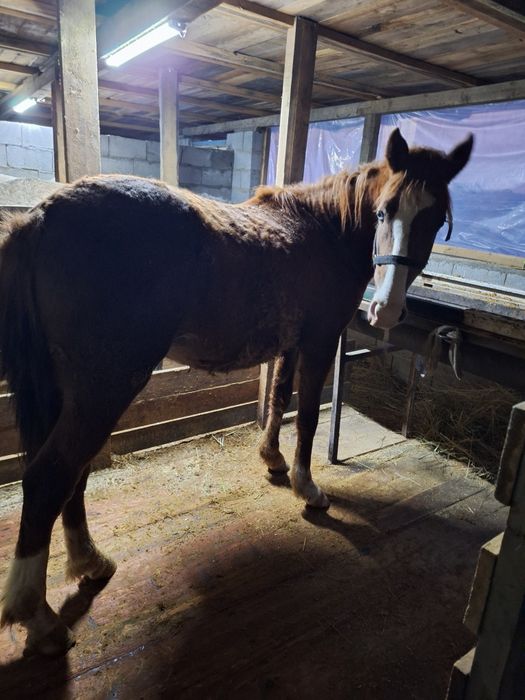 Қунандар сатылады