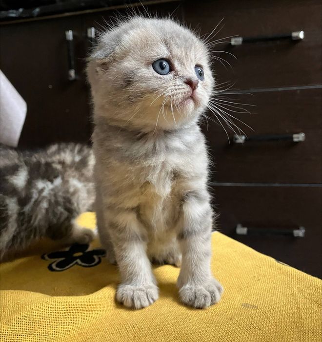 Вислоухие котята