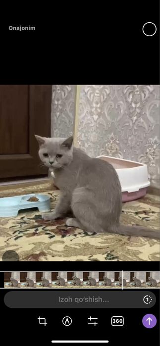 Skotish strayt qiz bola