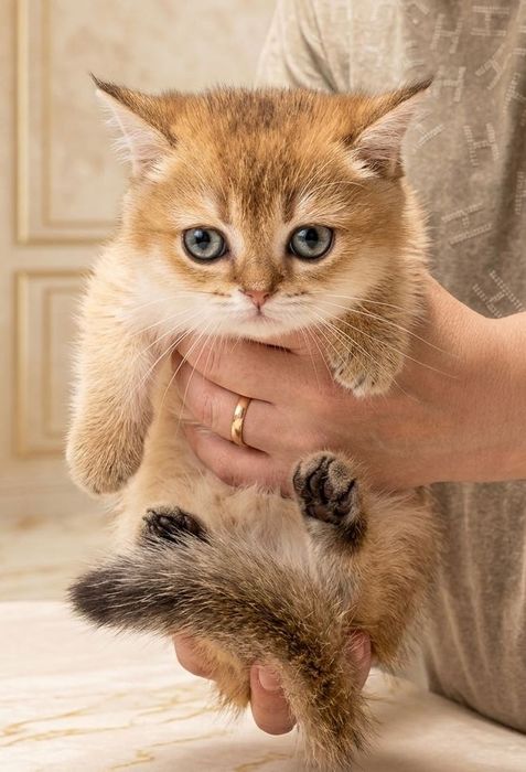 Котенок Манчкин с Родословной.