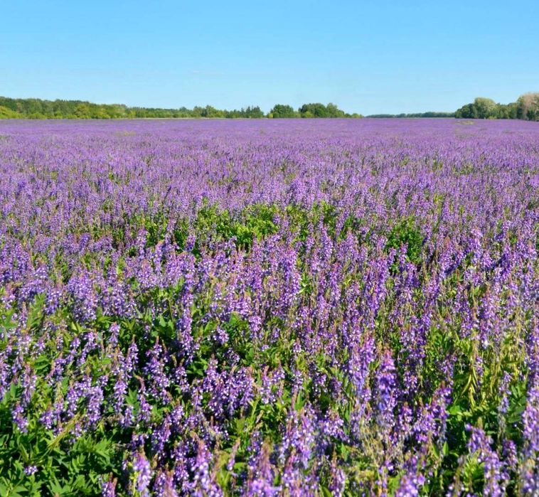 Донник Суданка Люцерна Житняк  Кострец