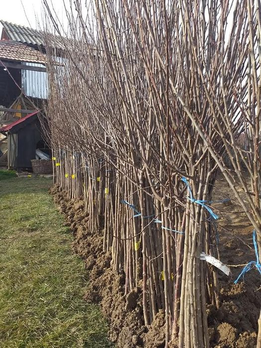 Pomi fructiferi diferite soiuri