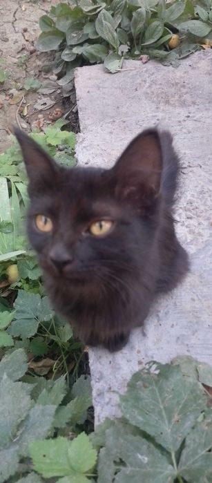 Кошка молодая черного цвета, отдам в хорошие руки бесплатно